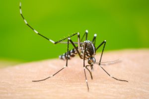 Mitos sobre el dengue
